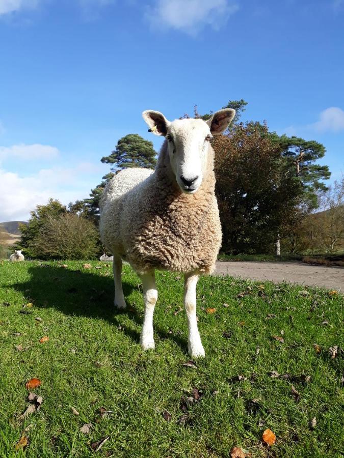Beautiful Traditional Secluded Country Cottage Sanquhar Экстерьер фото